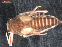 Image of <i>Drunella doddsii</i>