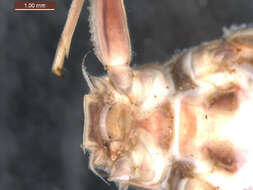 Image of <i>Drunella doddsii</i>