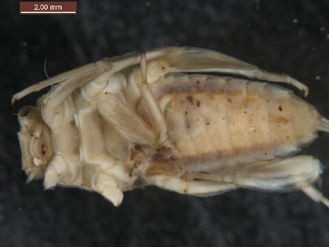 Image of <i>Drunella doddsii</i>