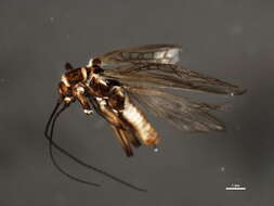 Image of winter stoneflies