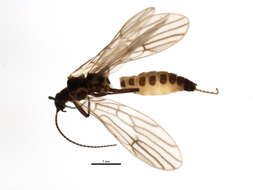 Image of Capnia sextuberculata Jewett 1954