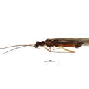 Image of Ostrocerca albidipennis (Walker & F. 1852)