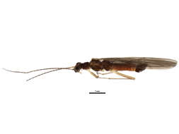 Image of Ostrocerca albidipennis (Walker & F. 1852)