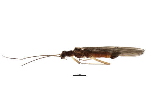 Image of Ostrocerca