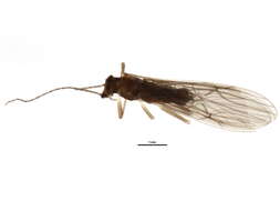 Image of Ostrocerca albidipennis (Walker & F. 1852)