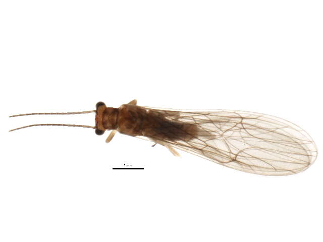 Image of Ostrocerca albidipennis (Walker & F. 1852)