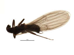 Image of Eucapnopsis brevicauda (Claassen 1924)