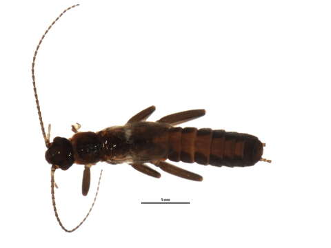 Image of Eucapnopsis brevicauda (Claassen 1924)