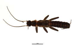 Image of Eucapnopsis brevicauda (Claassen 1924)