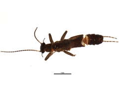 Image of Eucapnopsis brevicauda (Claassen 1924)