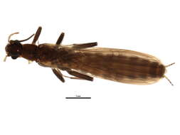 Image of Eucapnopsis brevicauda (Claassen 1924)