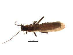 Image of Eucapnopsis brevicauda (Claassen 1924)