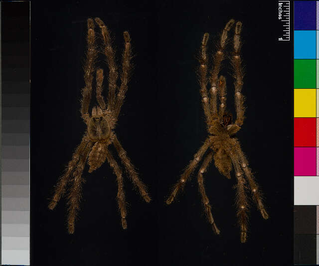 Image of Poecilotheria