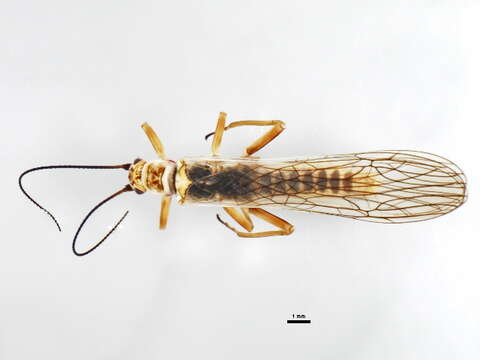 Image of winter stoneflies