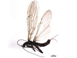 Image of Nemouroidea