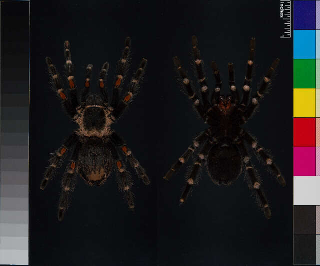 Image of Brachypelma