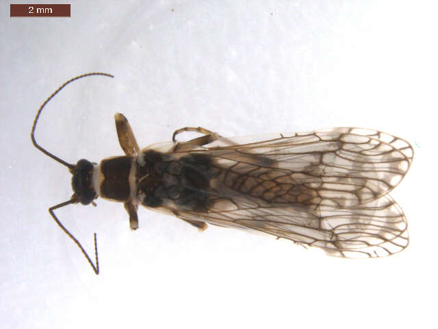 Image of Doddsia occidentalis (Banks 1900)