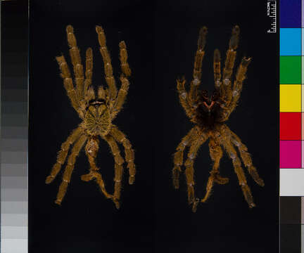 Image of tarantulas