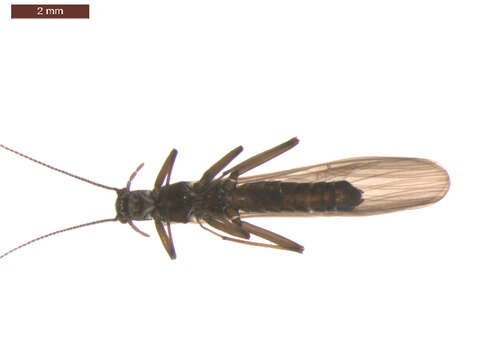 Image of Perlomyia