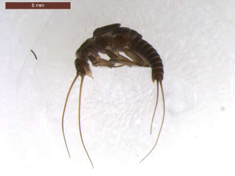 Image of Headwater Willowfly