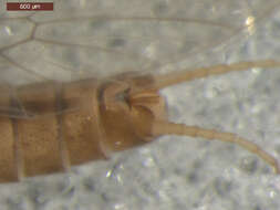 Image of Sweltsa pisteri Baumann & R. L. Bottorff 1997