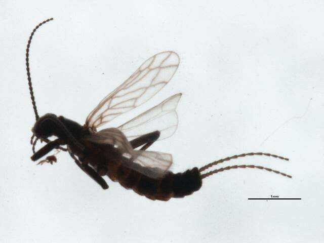 Image of Capnura wanica (Frison 1944)