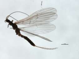 Image of Allocapnia nivicola (Fitch 1847)