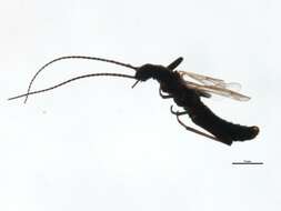 Image of Oemopteryx