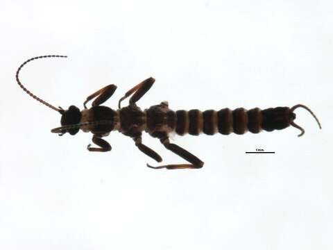 Image of Allocapnia vivipara (Claassen 1924)