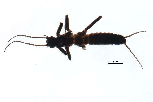 Image of Allocapnia vivipara (Claassen 1924)