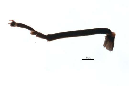 Image of Allocapnia vivipara (Claassen 1924)