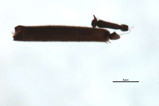 Image of Allocapnia vivipara (Claassen 1924)