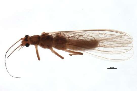 Image of Taenionema pacificum (Banks 1900)