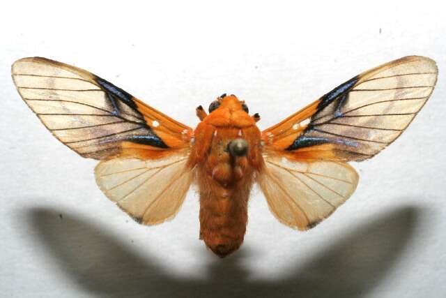 Imagem de Symphlebia hyalina Rothschild 1909