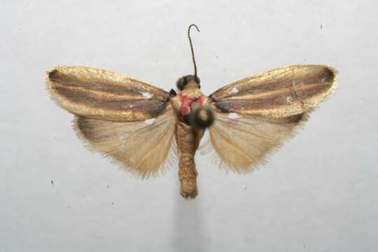 Image of Rhabdatomis cora coroides Schaus 1911