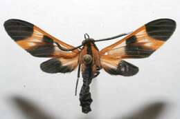 صورة <i>Dycladia emerita</i> Schaus