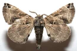 Image of Pudefacted Apatelodes Moth