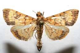 Portentomorpha xanthialis Guenée 1854 resmi