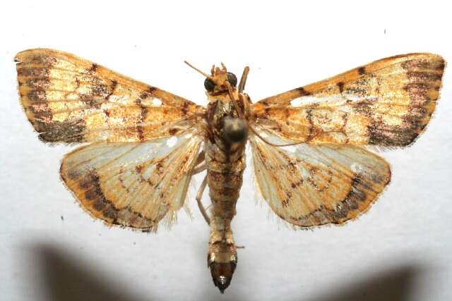 Portentomorpha xanthialis Guenée 1854 resmi