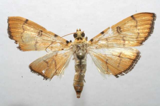 Phaedropsis alitemeralis resmi