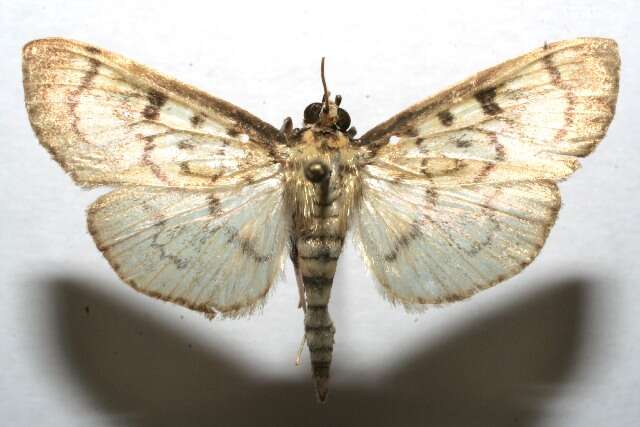 Image of Pilocrocis calamistis Hampson 1898