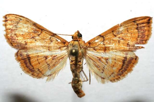 Portentomorpha xanthialis Guenée 1854 resmi