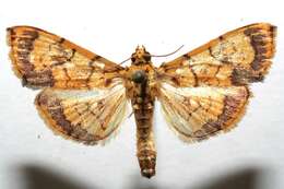 Portentomorpha xanthialis Guenée 1854 resmi