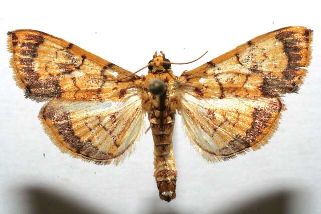 Portentomorpha xanthialis Guenée 1854 resmi