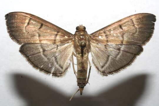 Image of <i>Herpetogramma semilaniata</i>