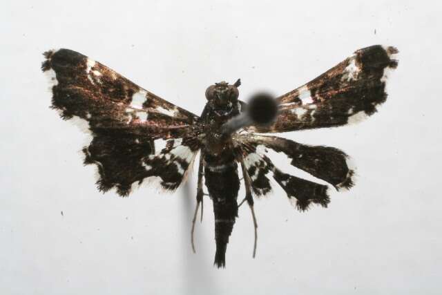 صورة <i>Diasemiodes eudamidasalis</i>