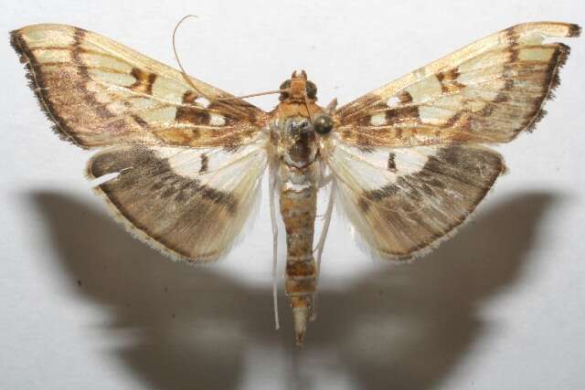 Image of Micromartinia