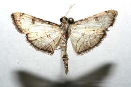 Image of Hileithia decostalis Guenée 1854