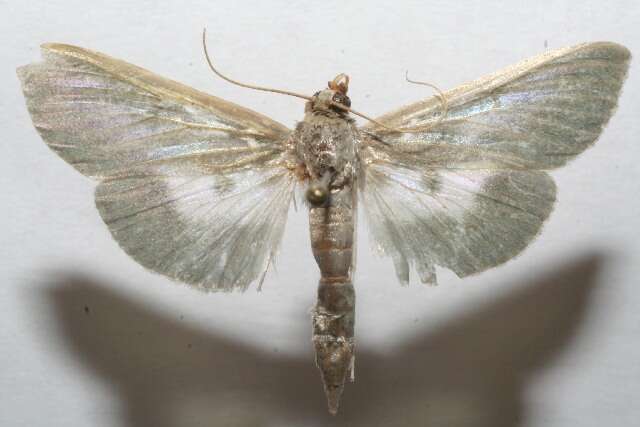 Image of Syllepte laticalis Lederer 1863