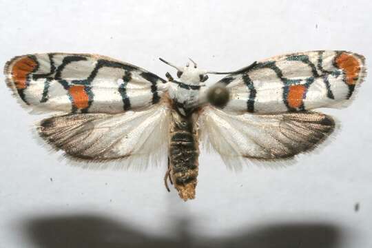 Image of <i>Ethmia blaineorum</i>